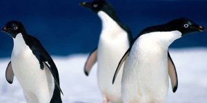 caracteristicas do pinguim-de-adelia