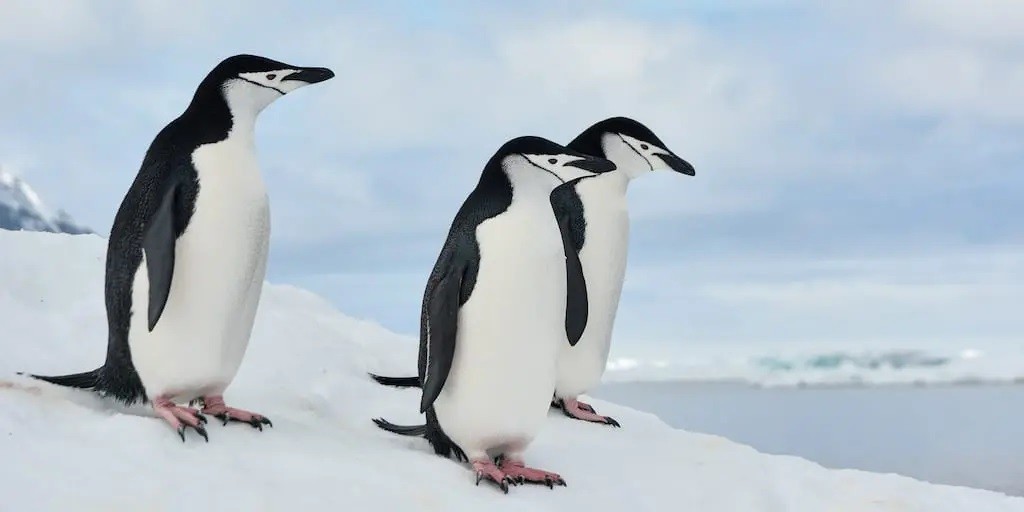 características do pinguim de barbicha