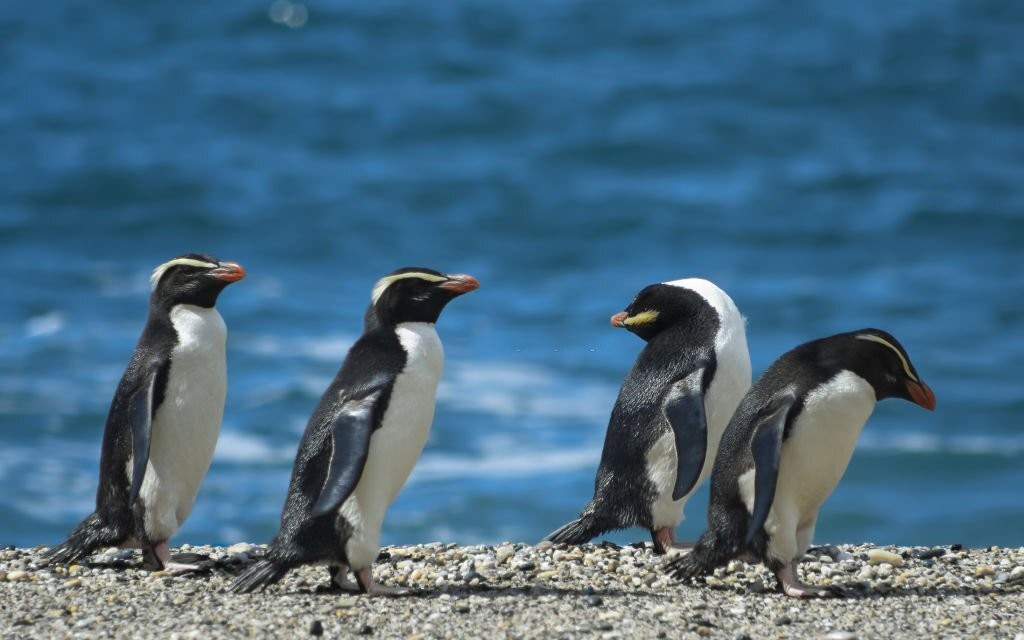 características do pinguim-de-humboldt