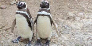 características do pinguim-de-magalhces