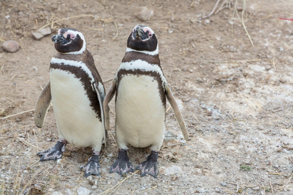 características do pinguim-de-magalhces