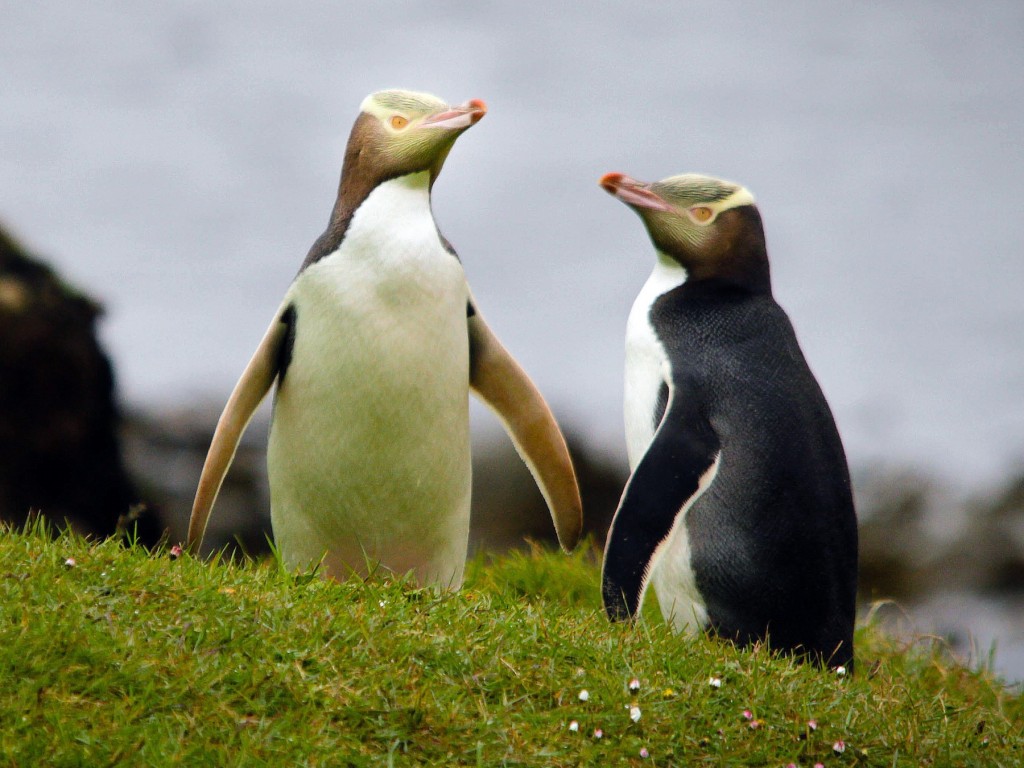 características do pinguim-de-olho-amarelo