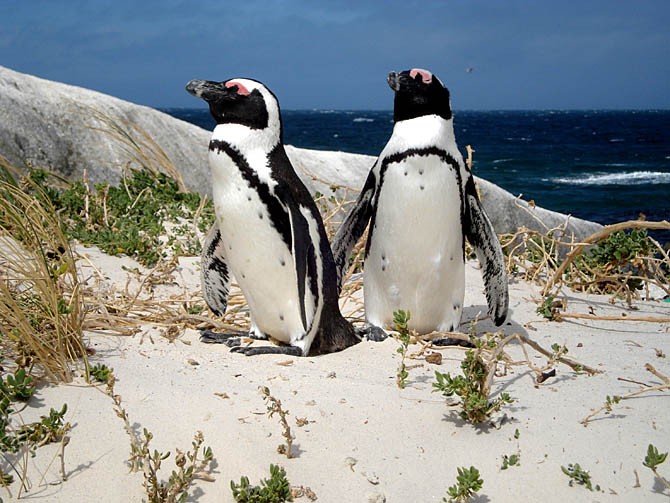 características do pinguim-do-cabo (2)