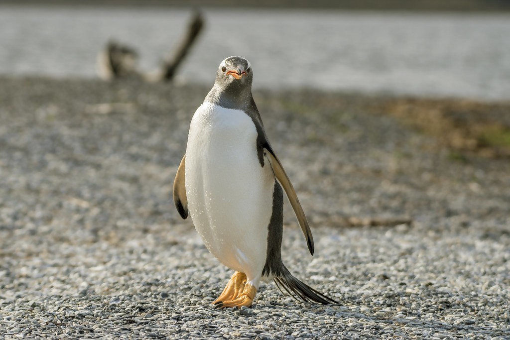 características do pinguim-gentoo