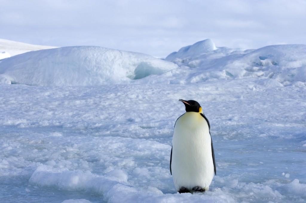 caracteristicas do pinguim-imperador