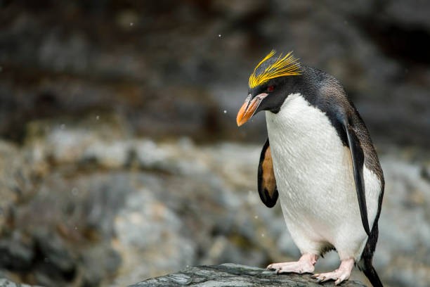 características do pinguim macaroni