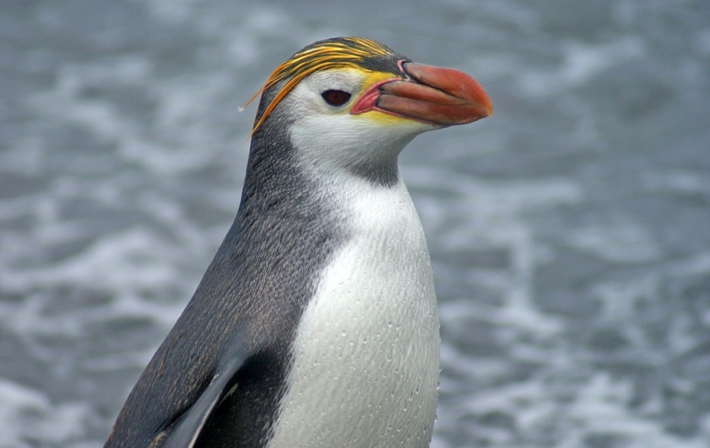 caracteristicas do pinguim-real