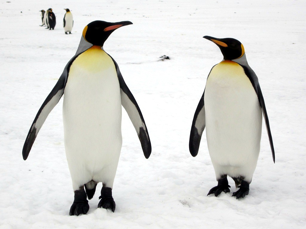 características do pinguim-rei