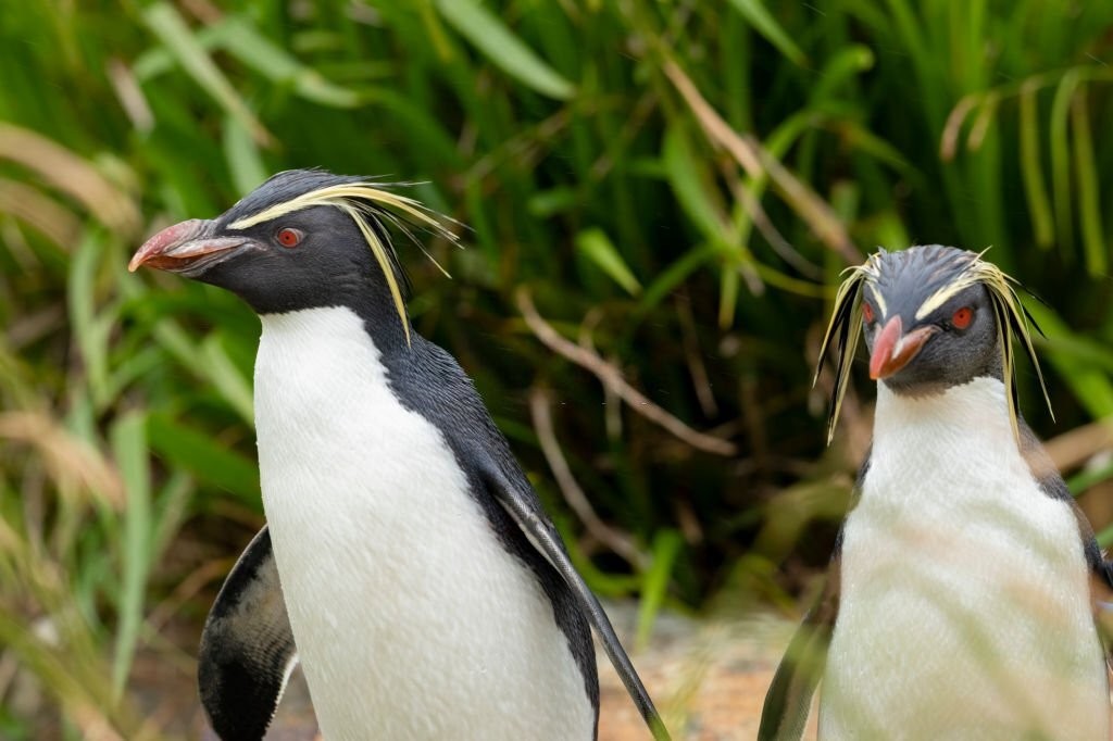 caracteristicas do pinguim-saltador-da-rocha