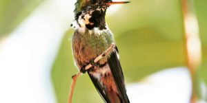 características do topetinho-do-brasil-central