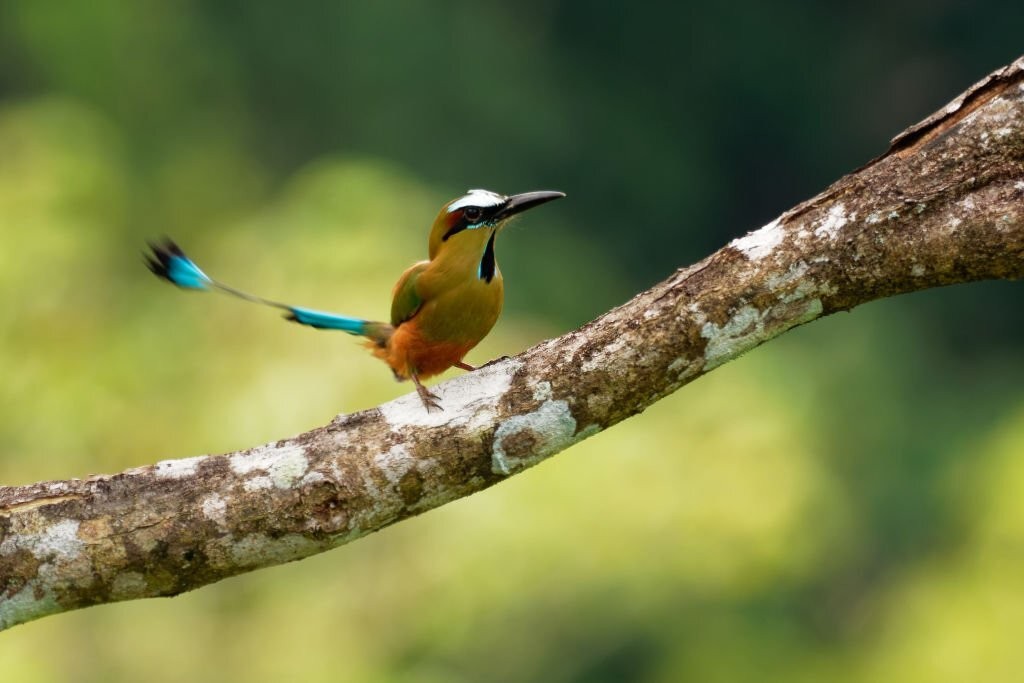 caracteristicas do torogoz