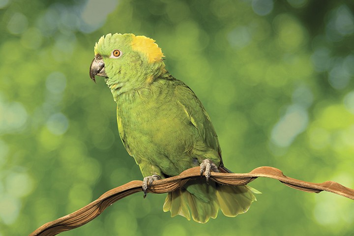 características físicas do papagaio-de-nuca-amarela
