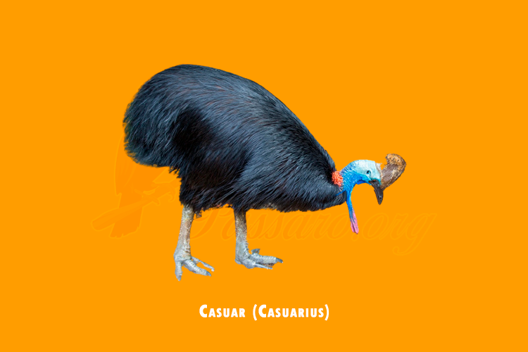 casuar (casuarius)