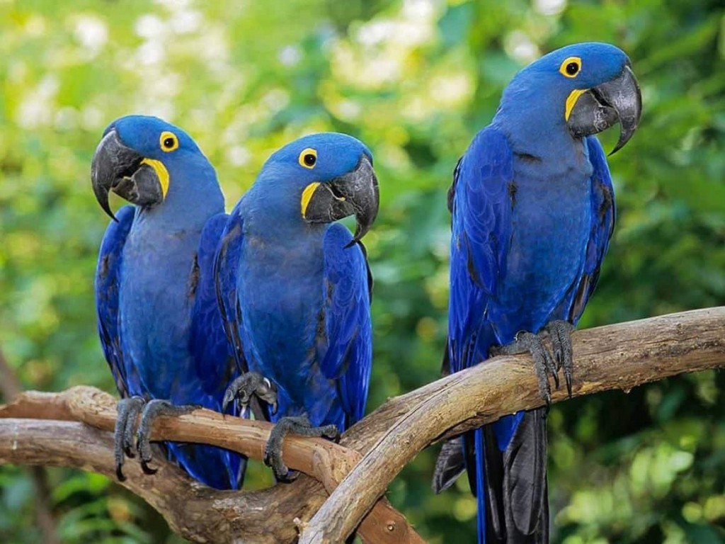 causas da extincao da arara azul pequena