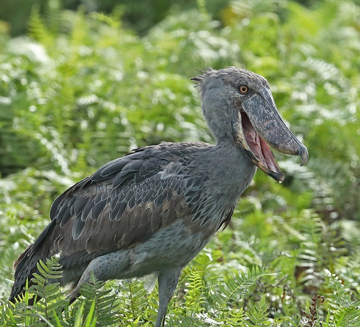 cegonha bico-de-sapato