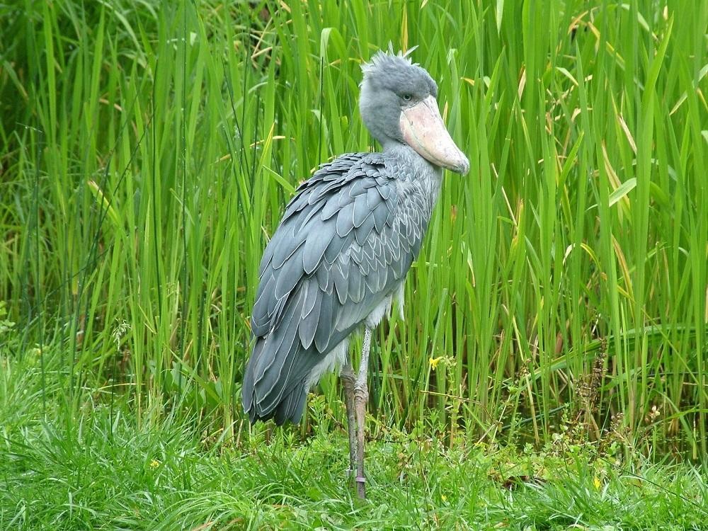 cegonha bico-de-sapato