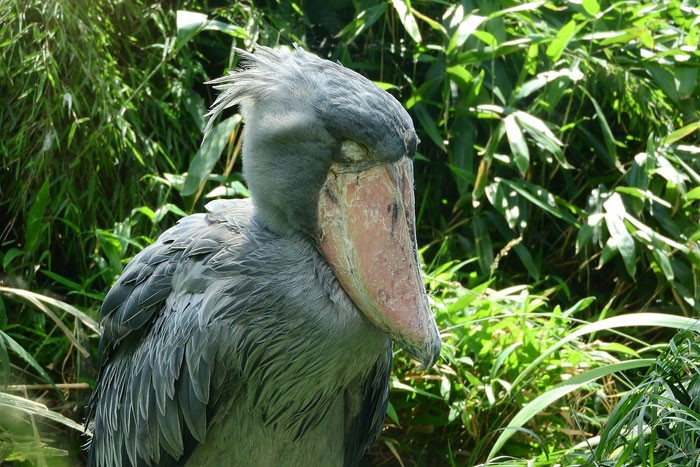 cegonha bico-de-sapato