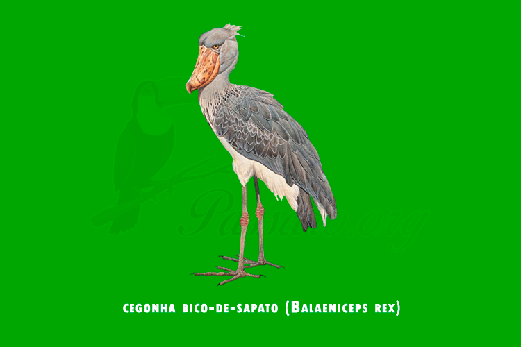 cegonha bico-de-sapato (balaeniceps rex)