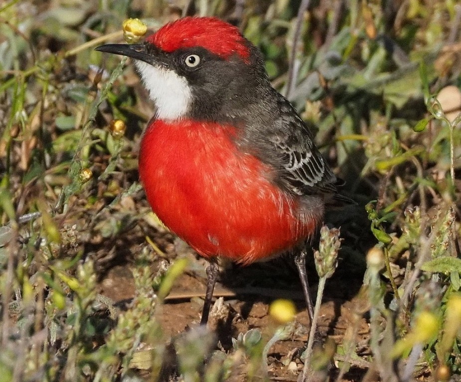 chat carmesim ( Epthianura tricolor ) 