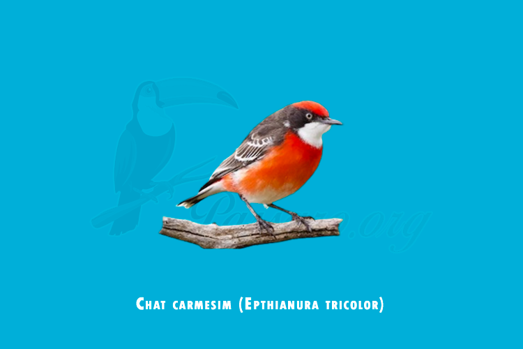chat carmesim ( epthianura tricolor )