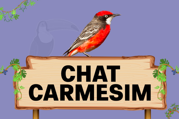 chat carmesim