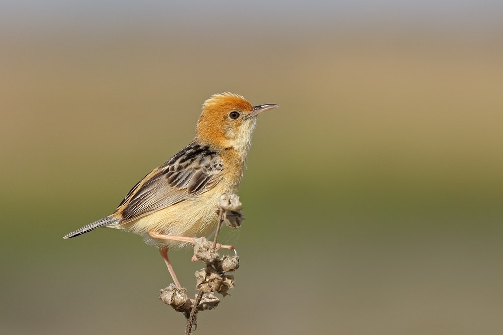  cisticola de cabeca dourada