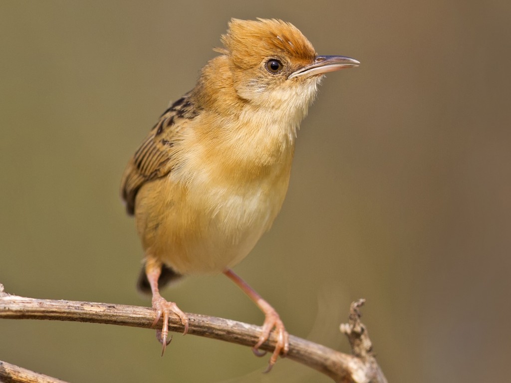  cisticola de cabeca dourada