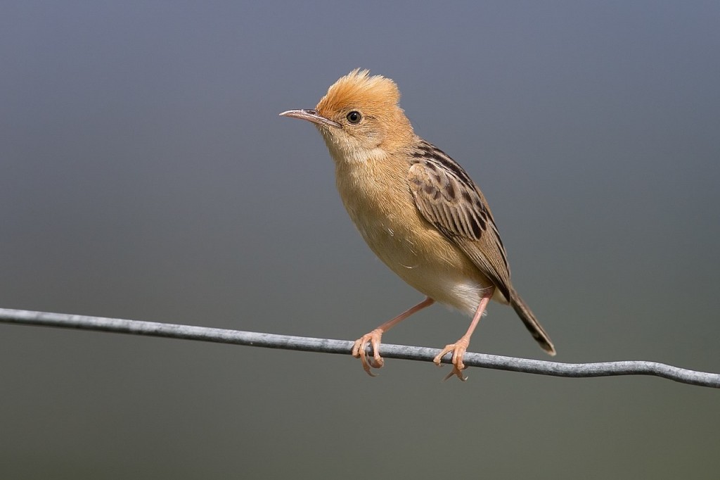  cisticola de cabeca dourada