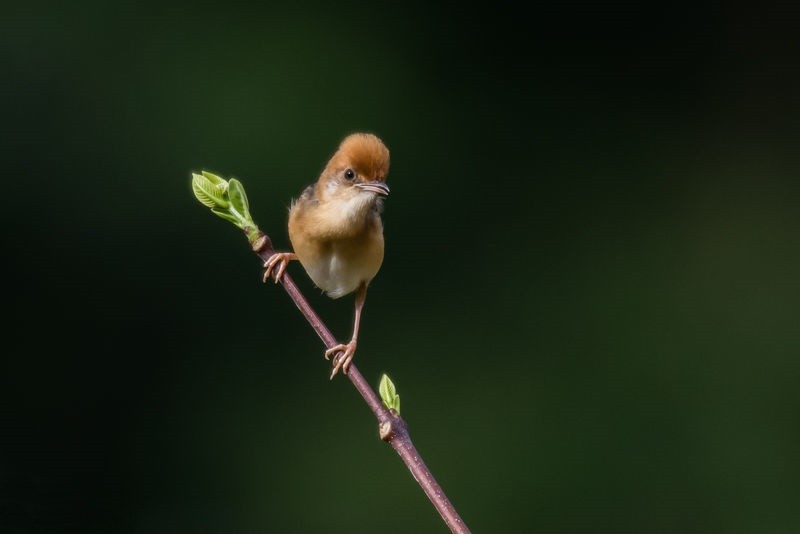  cisticola de cabeca dourada