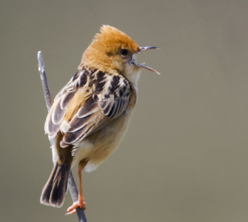  cisticola de cabeca dourada