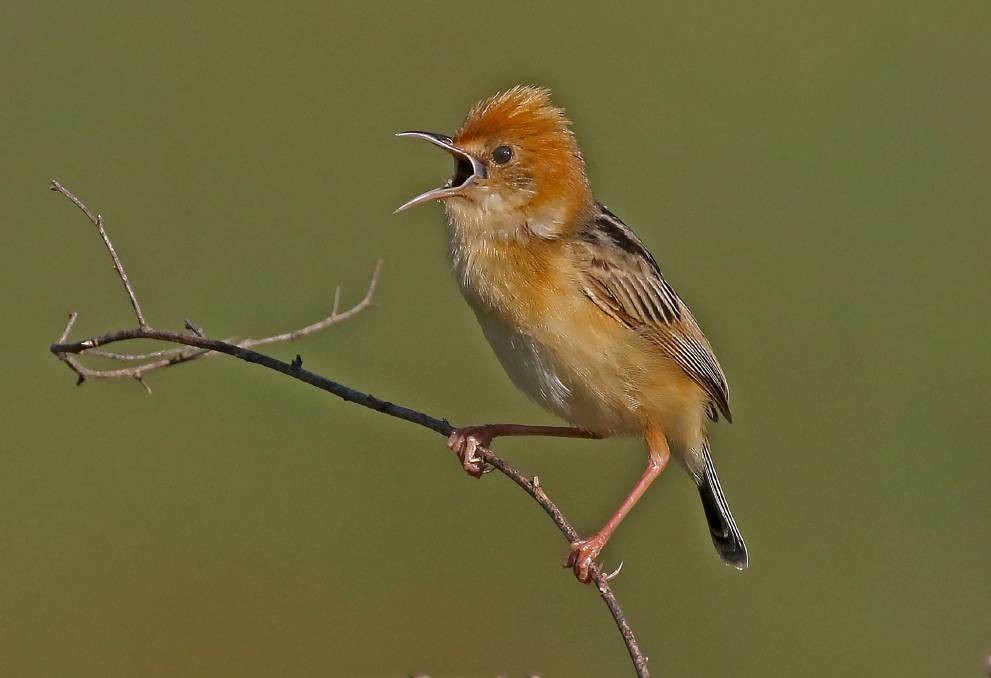  cisticola de cabeca dourada