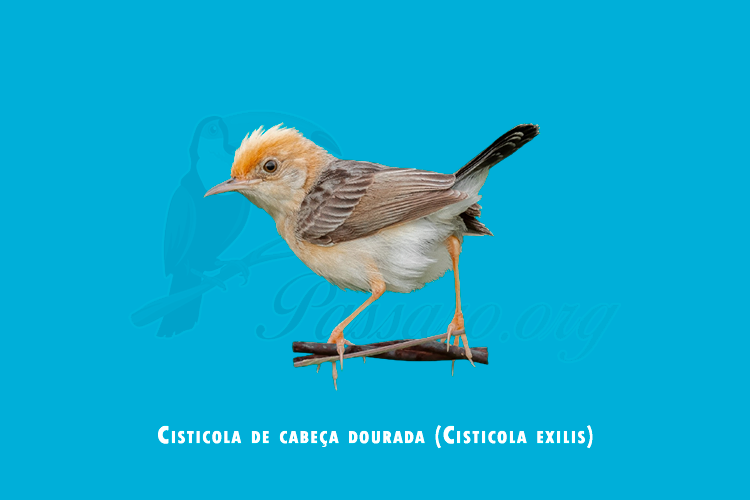 cisticola de cabeca dourada ( cisticola exilis )