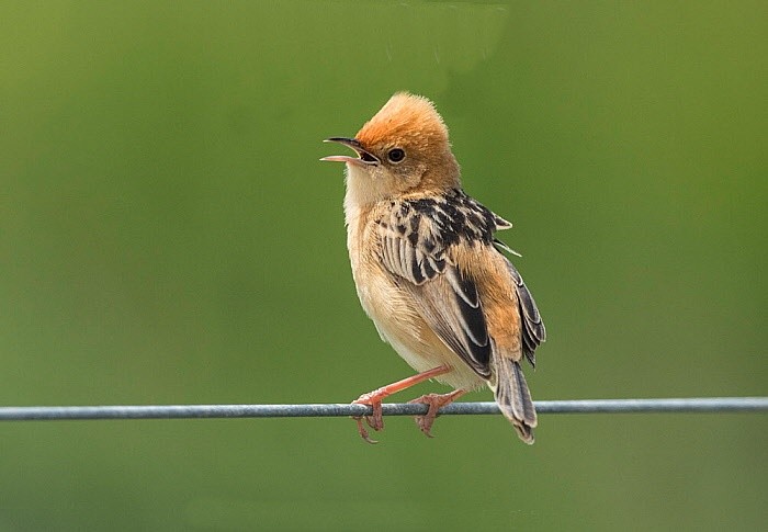 cisticola de cabeca dourada