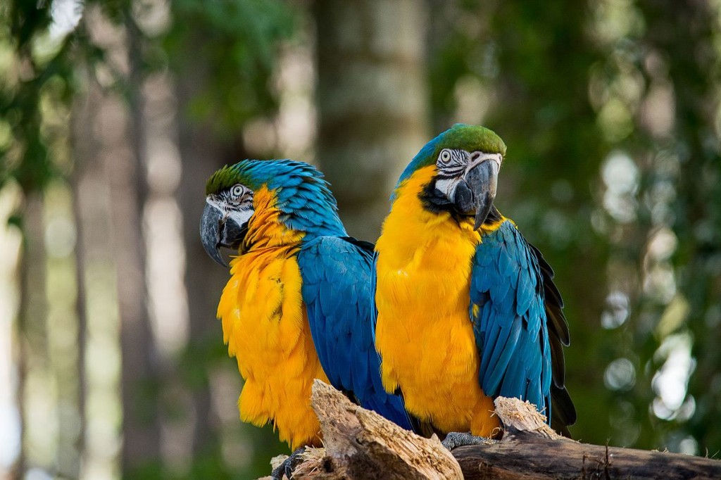 classificacao científica da arara caninde