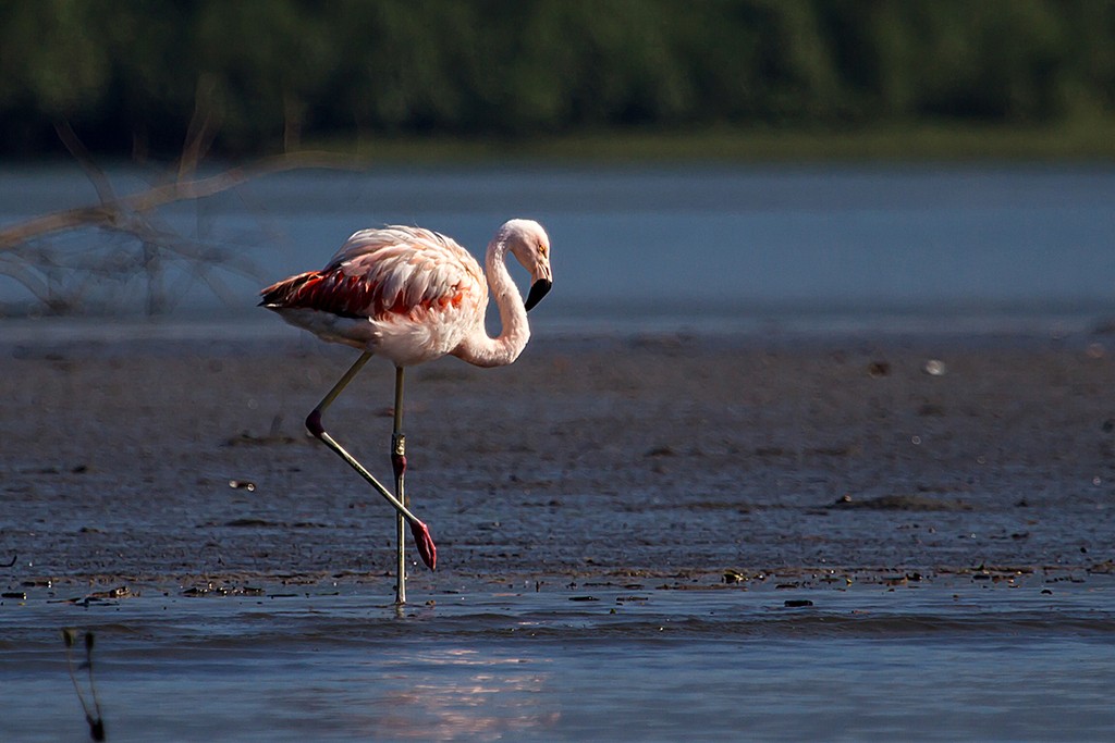 classificacao cientifica do flamingo-chileno