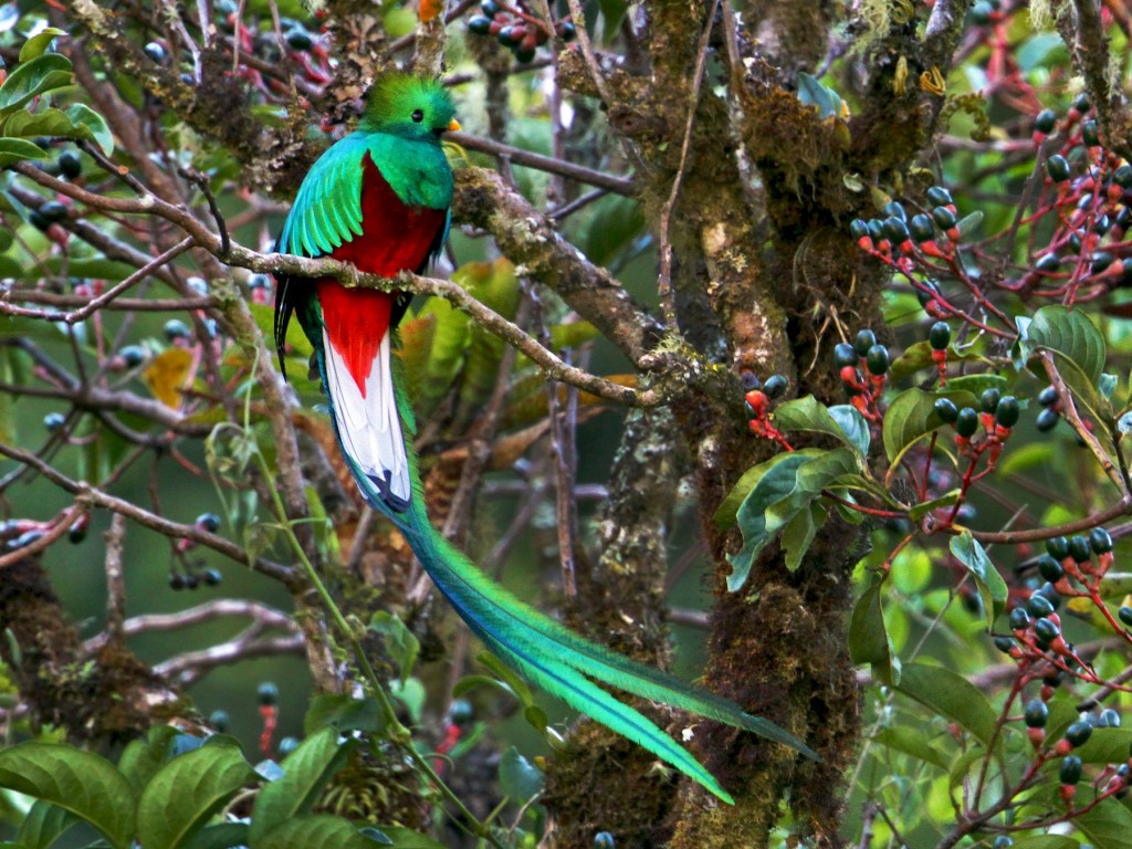 classificacao científica do quetzal