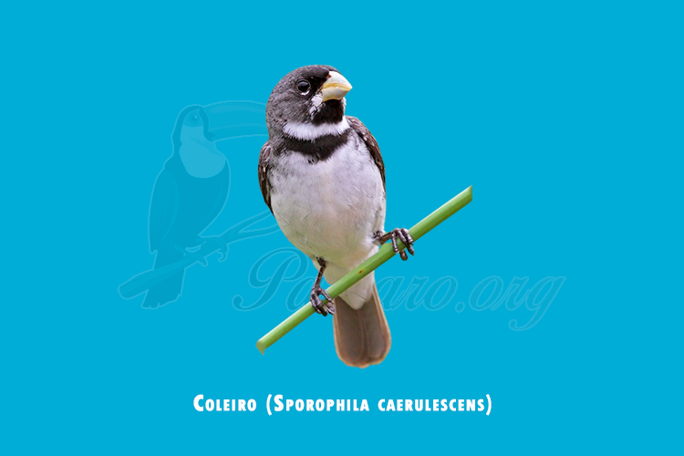 coleiro (sporophila caerulescens)