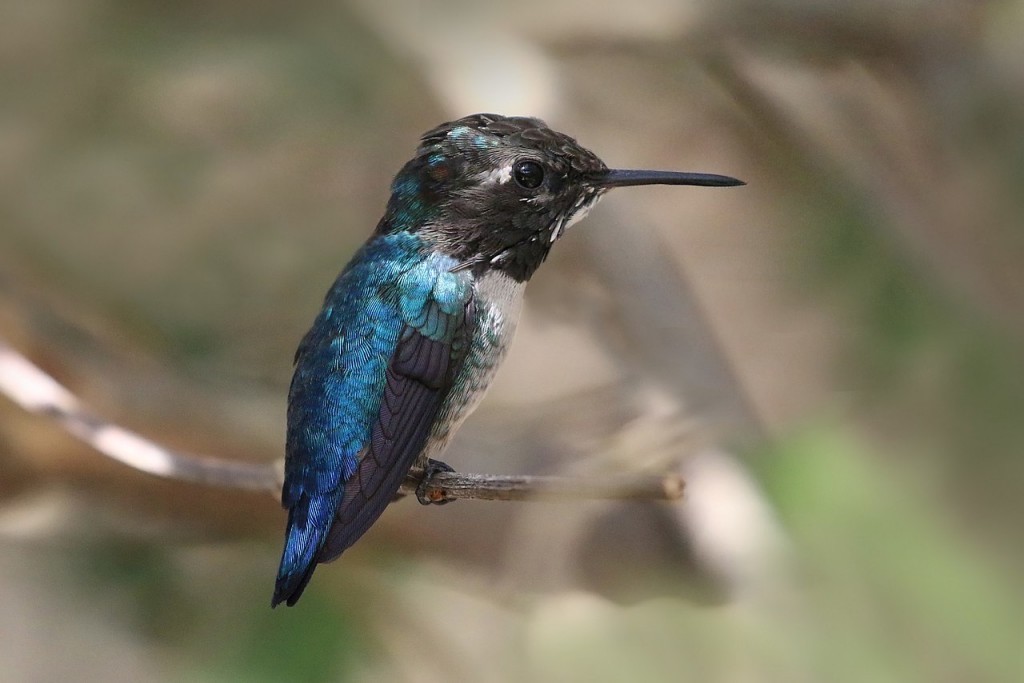  colibri-abelha-cubano