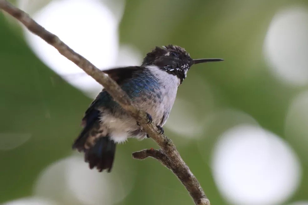  colibri-abelha-cubano