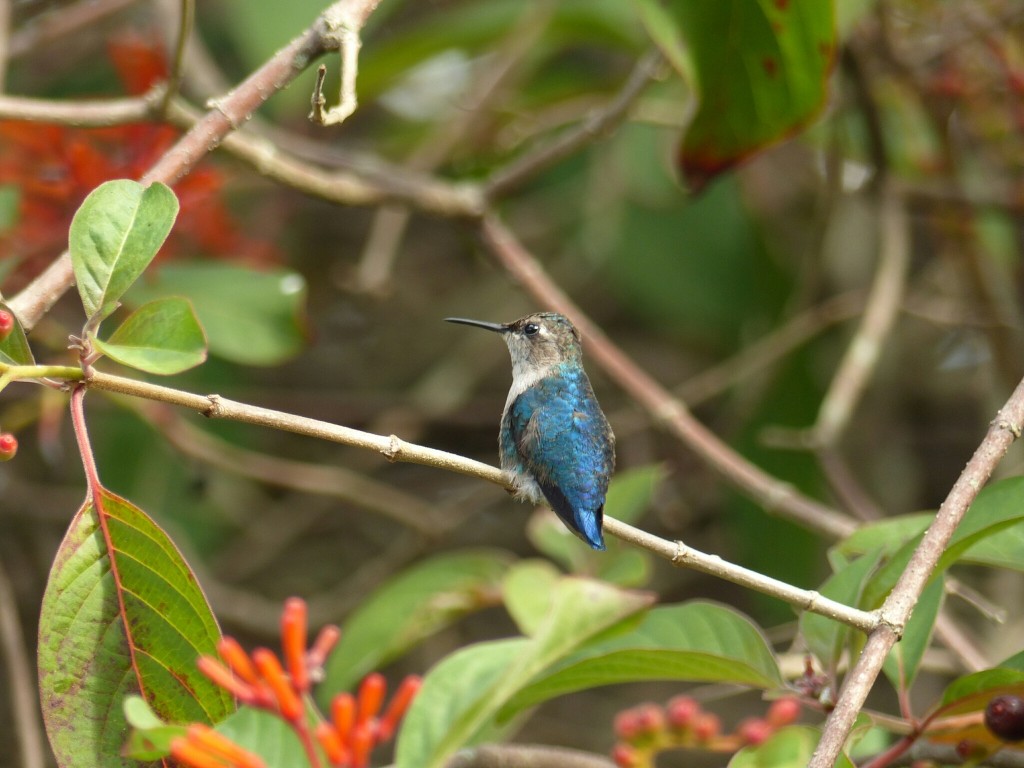  colibri-abelha-cubano