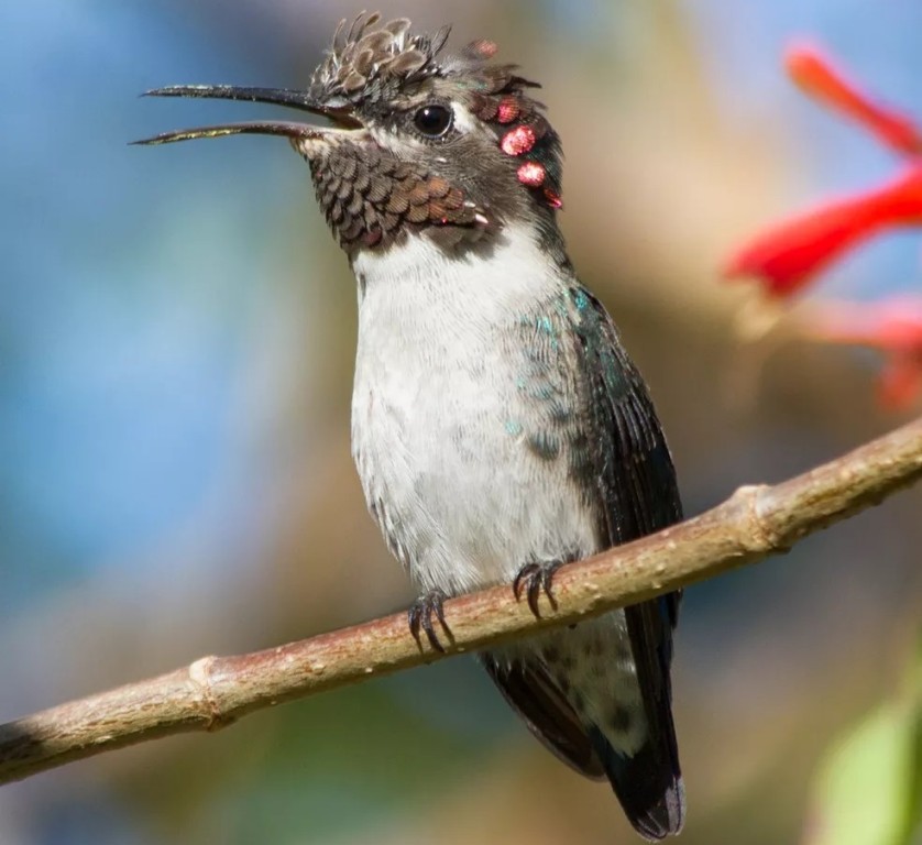  colibri-abelha-cubano