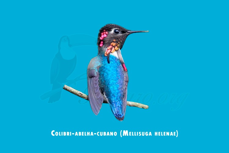 colibri-abelha-cubano (mellisuga helenae)