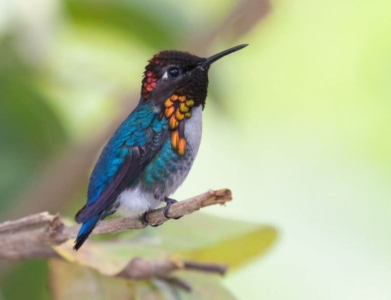 colibri-abelha-cubano