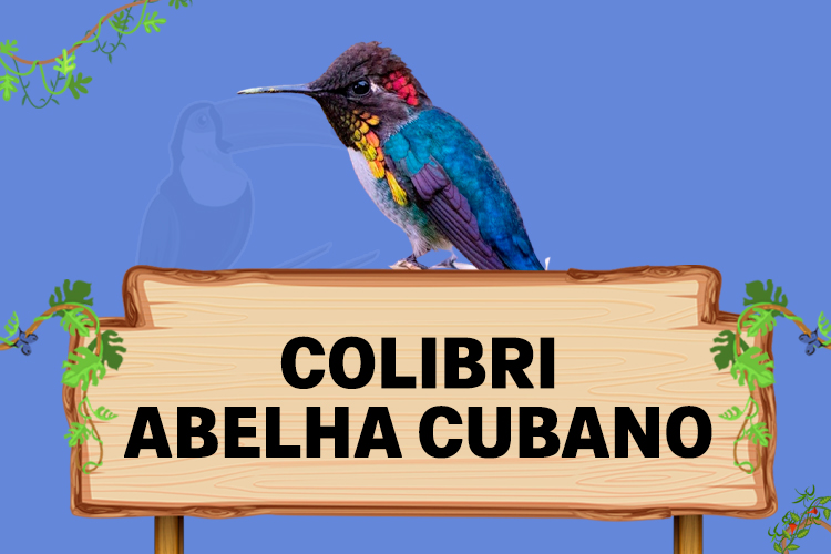 colibro abelha cubano