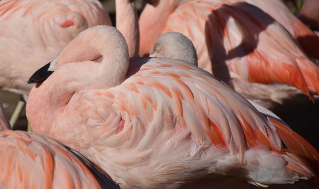 comportamento do flamingo-de-james