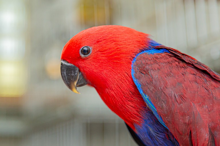 comportamento do papagaio-ecletus