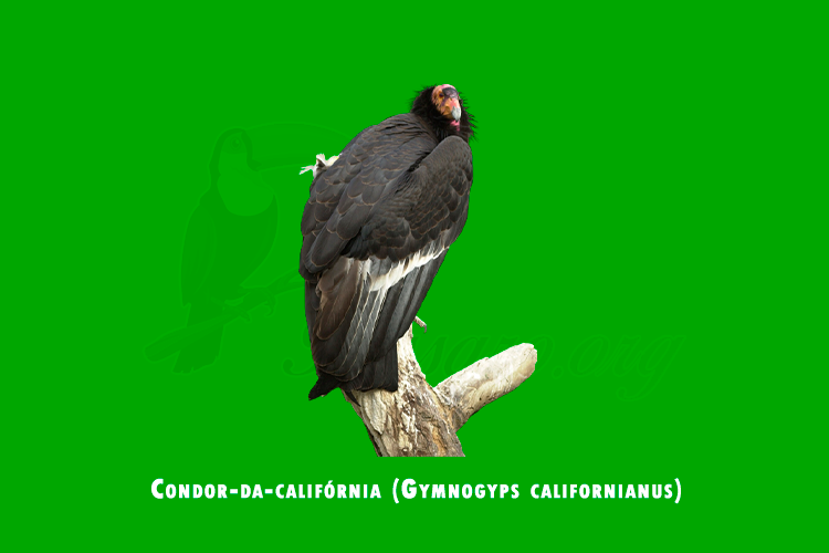 condor-da-california (gymnogyps californianus)