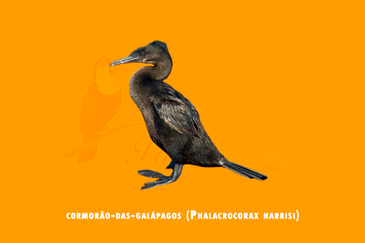 cormorao-das-galapagos (phalacrocorax harrisi)