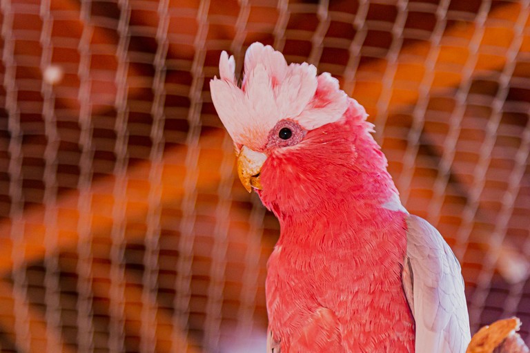 cuidados basicos com a cacatua galah