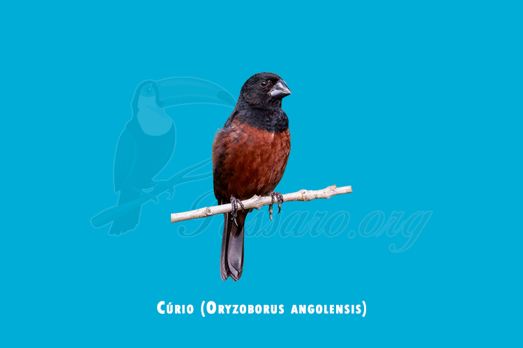 curio (oryzoborus angolensis)